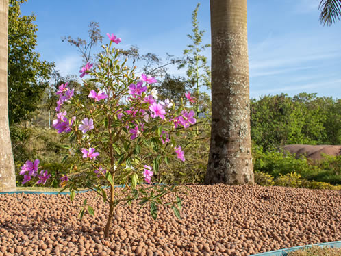 A Argila Expandida CINEXPAN é muito utilizada em paisagismo