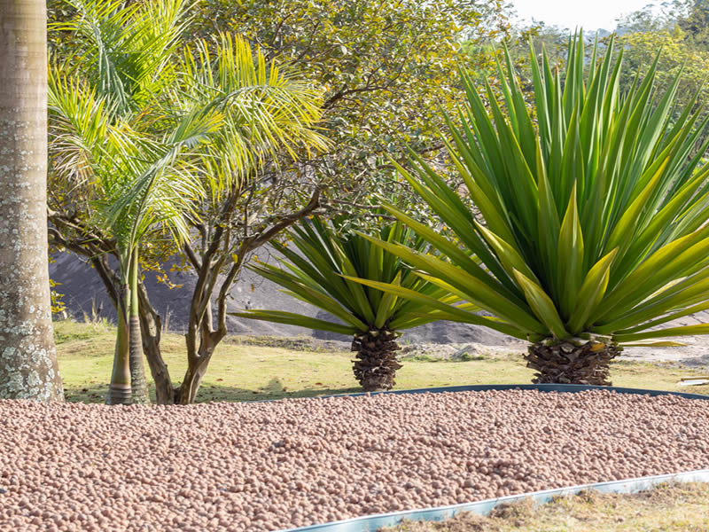 Jardim de fácil manutenção