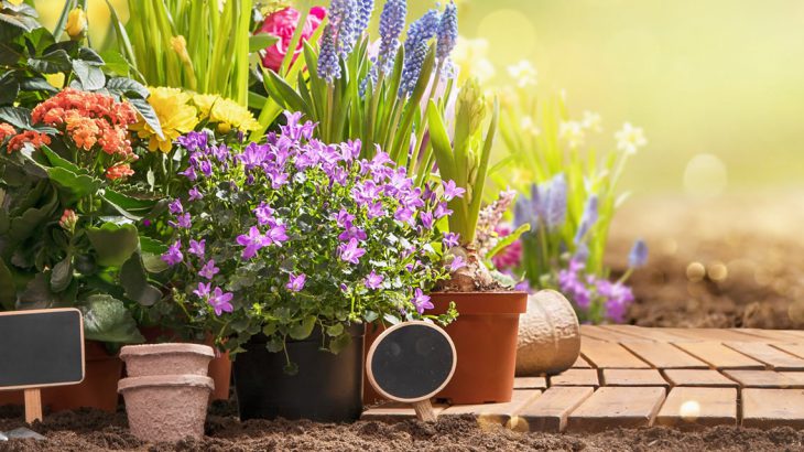 Plantas para jardim: 16 espécies resistentes ao sol e como cuidar – Blog da  Cinexpan