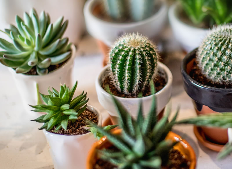 Sobre uma mesa, várias suculentas e cactos estão plantados em vasinhos - em cores variadas, como branco e preto. Na imagem, cinco vasos aparecem com mais destaque.