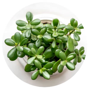 Planta Jade