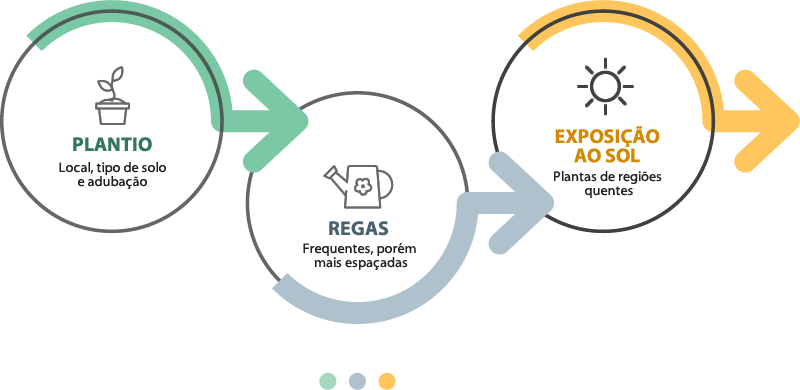 infográfico plantio-regas-sol-suculentas