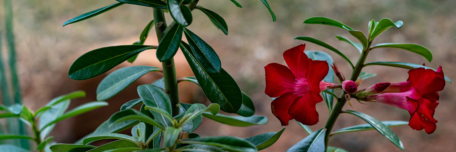 blog-post-rosa-do-deserto